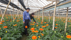 Mô hình nông thôn mới nâng cao: Ba tập trung, bốn trụ cột, năm điểm nhấn' ở Đan Phượng