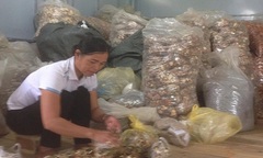 Sự nghiệp đi rừng gắn liền với bài thuốc chữa khỏi bệnh xương khớp