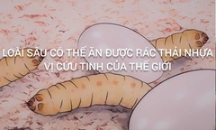 Loài sâu ăn nhựa: Vị cứu tinh cho rác thải nhựa toàn cầu