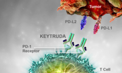 Lần đầu tiên tại Việt Nam điều trị thành công u lympho tế bào T/NK bằng thuốc miễn dịch 