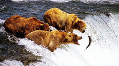 Set buffet cá hồi - Lựa chọn hoàn hảo cho mọi người