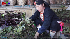 Phát hiện người đầu tiên chữa Trĩ bằng đông y - Danh y Dương Thị Hiến với bài thuốc Trĩ Vương 