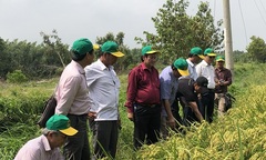 Bình Điền đẩy lên một bước chương trình canh tác lúa thông minh 