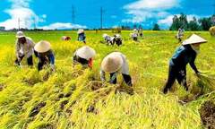 Nông dân đồng bằng sông Hồng với xây dựng HTX Nông nghiệp