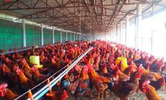 Vào gà J-DABACO đón Tết Nguyên đán 2020