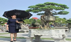 Tác phẩm Cây cảnh nghệ thuật  "Chuyện tình Cây và Cối "