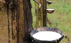 Effort 2.5% Paste – “chuyên gia” tạo mủ cao su 