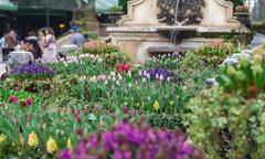 Phiêu bồng xứ hoa Bà Nà, “sống ảo” cùng 1,5 triệu bông tulip và hơn thế nữa 