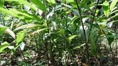 Đình Lập (Lạng Sơn):Hỗ trợ phát triển sản xuất để giảm nghèo bền vững 