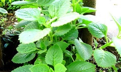 Bảo vệ bé trước tâm dịch corona băng loại cây nhà lá vườn: Lá húng chanh