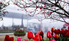 Đón xuân khác lạ giữa non ngàn Tây Bắc 