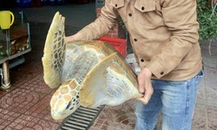 Chủ nhà hàng tại Nghệ An mua rùa quý hiếm thả về biển