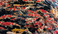 Kiếm tiền tỷ nhờ nuôi cá Koi, chim bồ câu