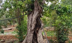 Chiêm ngưỡng cặp mộc hương có “1-0-2” ở Đông Nam Á, được định giá 12 tỷ đồng