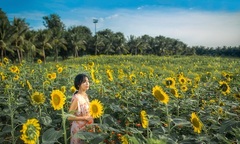 Đồi hoa mặt trời Ecopark khoe sắc đón thu sang