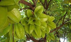 4 cách chữa tóc bạc sớm bằng khế chua cực hiệu quả, áp dụng ngay!