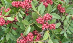 Tìm ra phương pháp giảm đau khớp nhanh chóng sau 15 năm tuyệt vọng