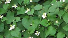 Điểm danh 6 loại rau có thể trị mụn hiệu quả từ trong ra ngoài