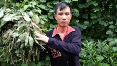 Giải mã thảo dược “cứu” hàng vạn người thoát bệnh mất ngủ