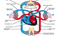 Bác sĩ Dược Sài Gòn nói về cơ chế hoạt động của cơ tim