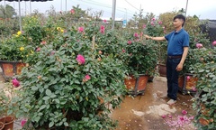 Hưng Yên: Làng nghề hoa cây cảnh Phụng Công, nhộn nhịp trước những ngày cận Tết