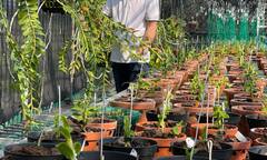 Nghệ nhân Đinh Quyền và vườn lan giá trị ở Ninh Bình