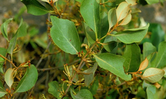 Thầy thuốc đông y chia sẻ bài thuốc hay từ tang ký sinh