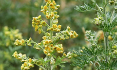 Tác dụng trong đông y của dược liệu thanh hao