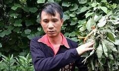 Liên thủ thảo dược núi Tản và thảo nữ Lang tạo ra “thần dược” chữa bệnh mất ngủ