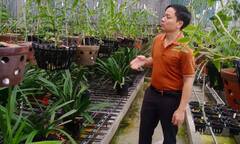 Ông chủ vườn lan 7X Mạnh Hùng và thành công từ đam mê hoa lan