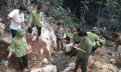 Vụ án  "cướp gỗ huê ": Lấy tội danh thay cho hành vi
