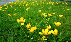 6 “quy tắc vàng” giúp chụp ảnh đẹp bằng iPhone