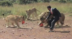 Bạo gan chơi bóng với 3 con sư tử để cổ động World Cup