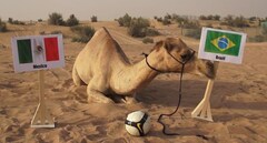  "Tiên tri " lạc đà dự Brazil sẽ  "hủy diệt " Mexico