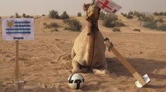  "Tiên tri " lạc đà đặt cửa 100\% ĐT Anh sẽ đánh bại Uruguay 