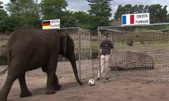  "Tiên tri " voi phán ĐT Đức sẽ đánh bại Pháp