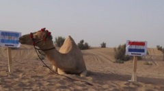 Siêu  "tiên tri " lạc đà mang tin dữ cho ĐT Hà Lan