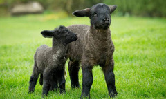 Con cừu non lớn nhất thế giới