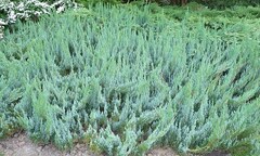 Điểm mặt 7 loài cây khiến kẻ trộm khiếp vía