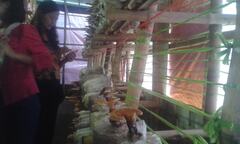 Phát triển kinh tế nông thôn với mô hình trồng nấm