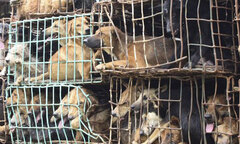 Video: Truyền hình Anh làm phóng sự về nạn trộm chó ở Việt Nam