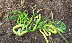 Video: Nguyên nhân rắn lục đuôi đỏ xuất hiện nhiều bất thường