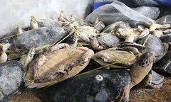 Phát hiện một số lượng lớn xác rùa biển tại khu chăn nuôi heo