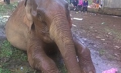 Chi cục kiểm lâm mua lại 4 con voi với giá 2 tỉ đồng