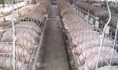 Video: Độc chiêu cho heo nghe nhạc để tăng năng suất