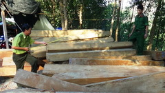 Thu giữ 16 khúc gỗ kiền kiền trên sông Cái