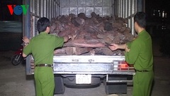 Quảng Trị: Bắt giữ xe vận chuyển 2 tấn gỗ trắc