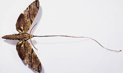 Tận mục những bộ phận “quái thai” trên cơ thể động vật