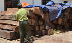 Gia Lai: Tịch gần 2 tấn gỗ hương không rõ nguồn gốc