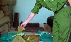 Bắt giữ xe khách vận chuyển 60kg rắn quý hiếm